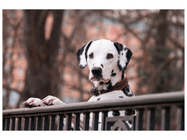3-piece-canvas-print-watchful-dalmatian