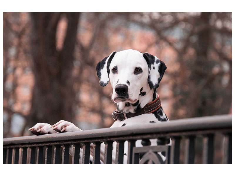 3-piece-canvas-print-watchful-dalmatian
