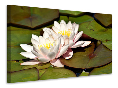 3-piece-canvas-print-water-lily-duo-in-white
