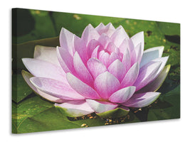3-piece-canvas-print-water-lily-in-pink