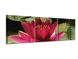 panoramic-canvas-print-water-lily-in-red