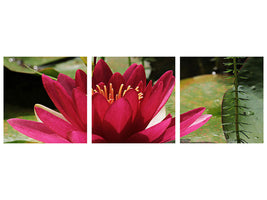 3-piece-canvas-print-water-lily-in-red
