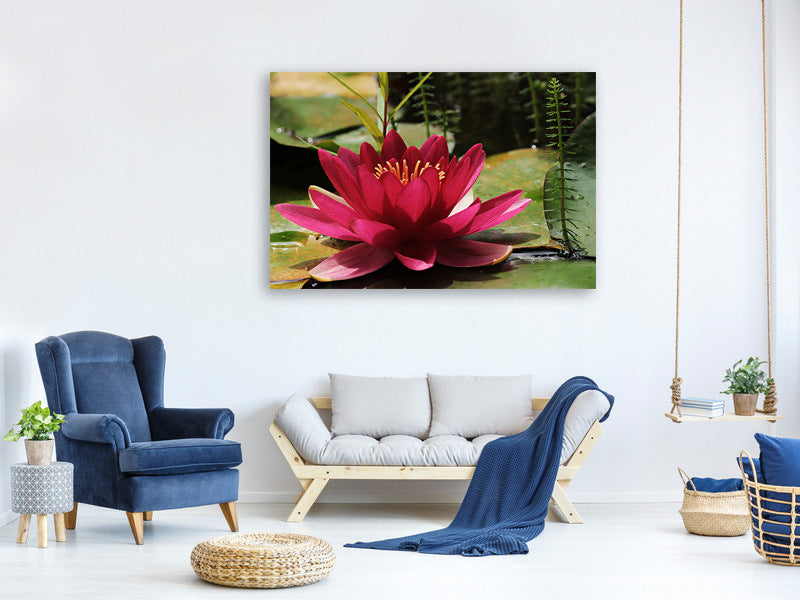 panoramic-canvas-print-water-lily-in-red