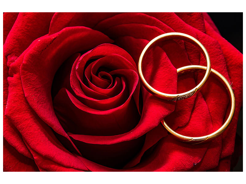 3-piece-canvas-print-wedding-rings-on-the-rose