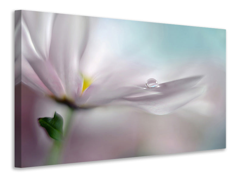 5-piece-canvas-print-where-dreams-come-true