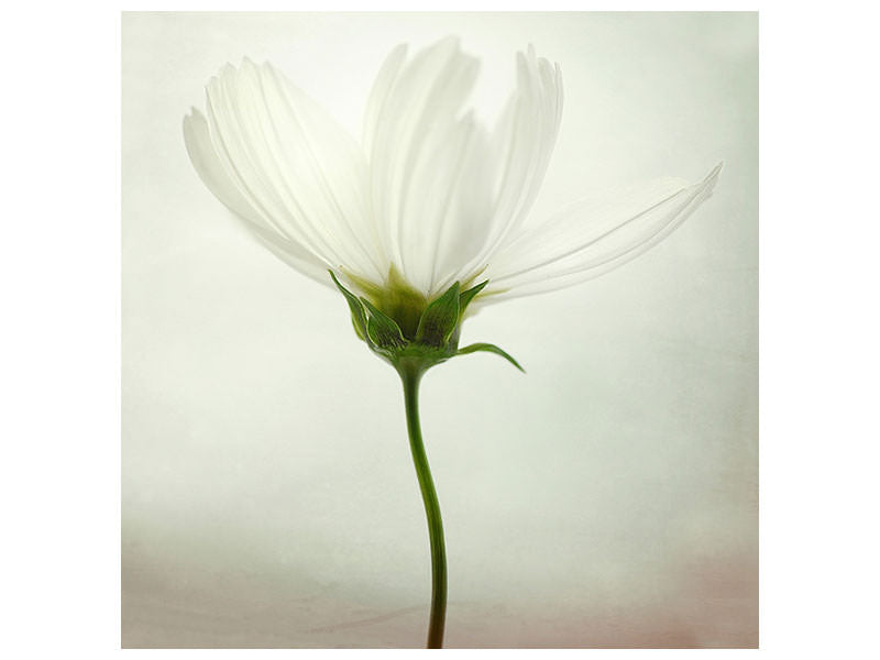 9-piece-canvas-print-white-cosmos