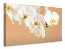 5-piece-canvas-print-white-orchid-flowers