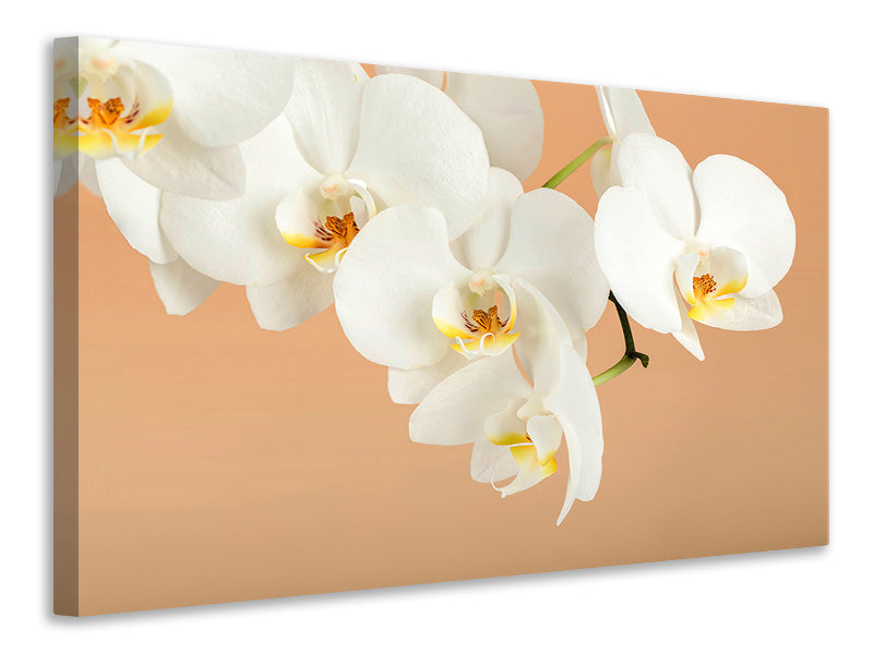 modern-4-piece-canvas-print-white-orchid-flowers