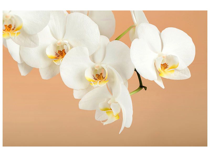 modern-4-piece-canvas-print-white-orchid-flowers
