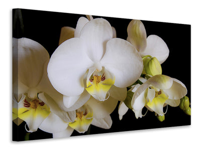 3-piece-canvas-print-white-orchids-in-bloom