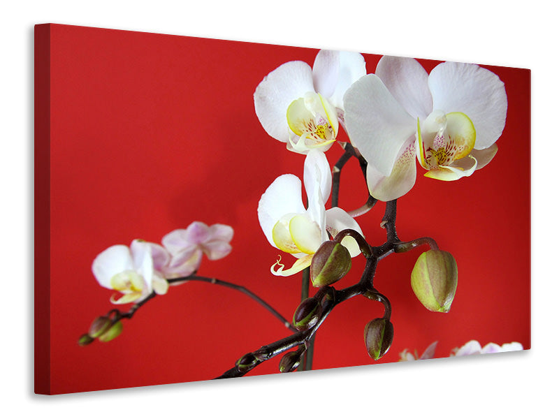 3-piece-canvas-print-white-orchids-on-red-wall