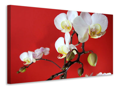 3-piece-canvas-print-white-orchids-on-red-wall
