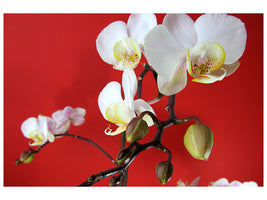3-piece-canvas-print-white-orchids-on-red-wall