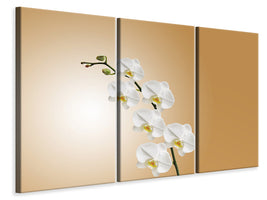 5-piece-canvas-print-white-orchids-xl