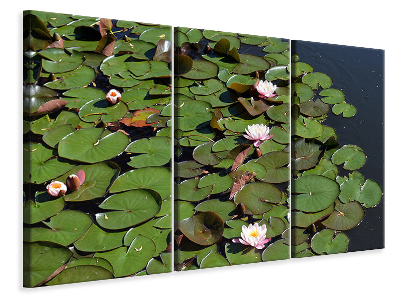panoramic-3-piece-canvas-print-white-water-lilies-in-the-pond