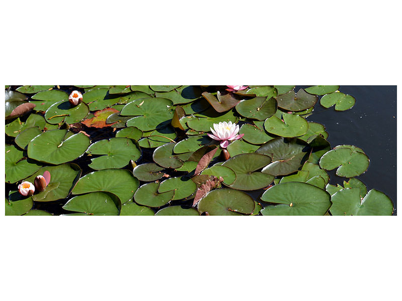 panoramic-3-piece-canvas-print-white-water-lilies-in-the-pond