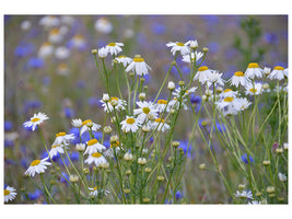 3-piece-canvas-print-wild-flower-meadow