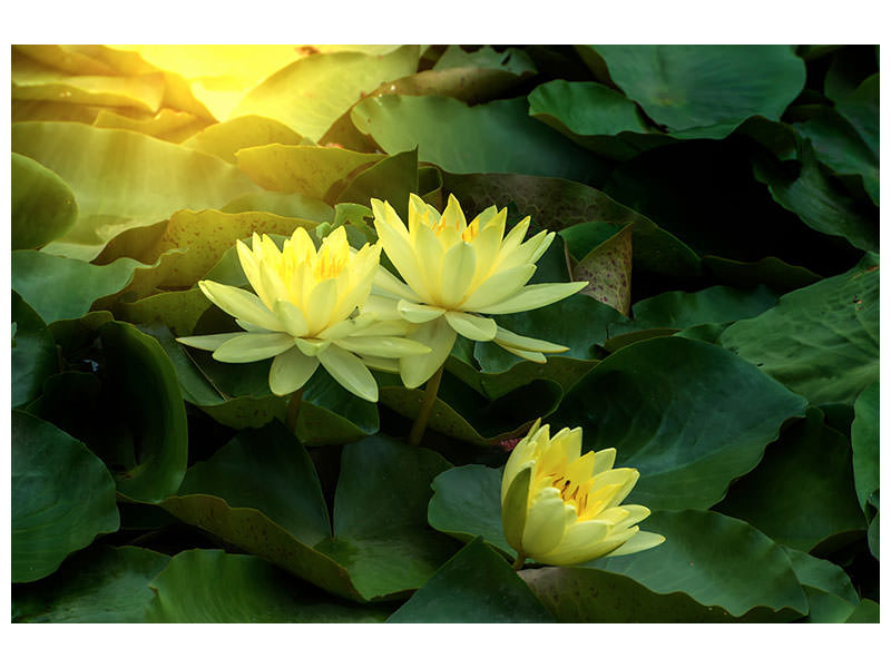 modern-4-piece-canvas-print-wild-lotus