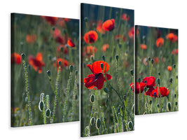 modern-4-piece-canvas-print-wild-poppy