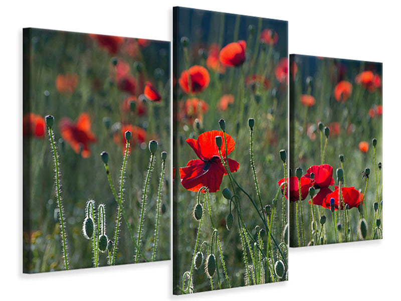 modern-4-piece-canvas-print-wild-poppy