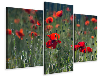 5-piece-canvas-print-wild-poppy