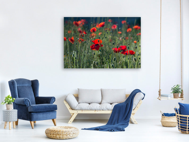 modern-3-piece-canvas-print-wild-poppy