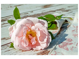 3-piece-canvas-print-wild-rose-in-pink