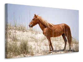 3-piece-canvas-print-wild-spanish-mustang