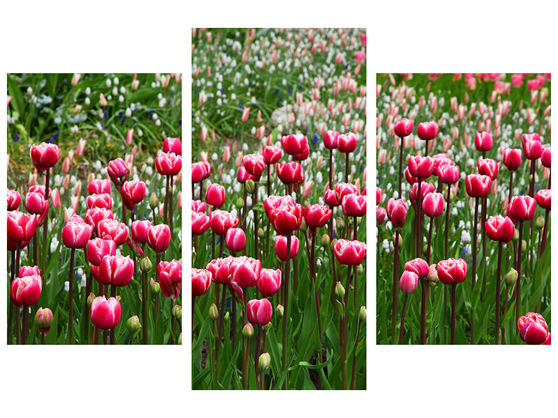 modern-4-piece-canvas-print-wild-tulip-field