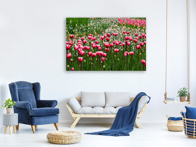 3-piece-canvas-print-wild-tulip-field