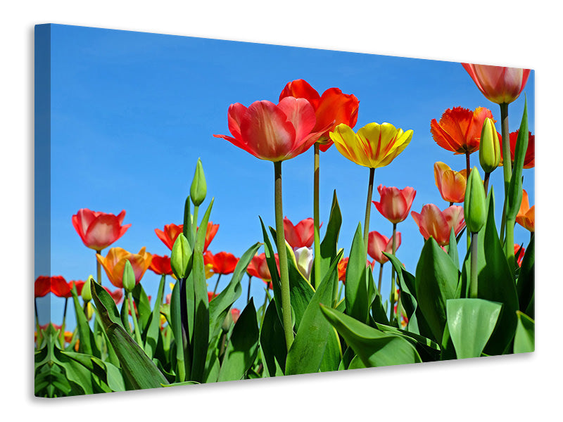 3-piece-canvas-print-wild-tulips