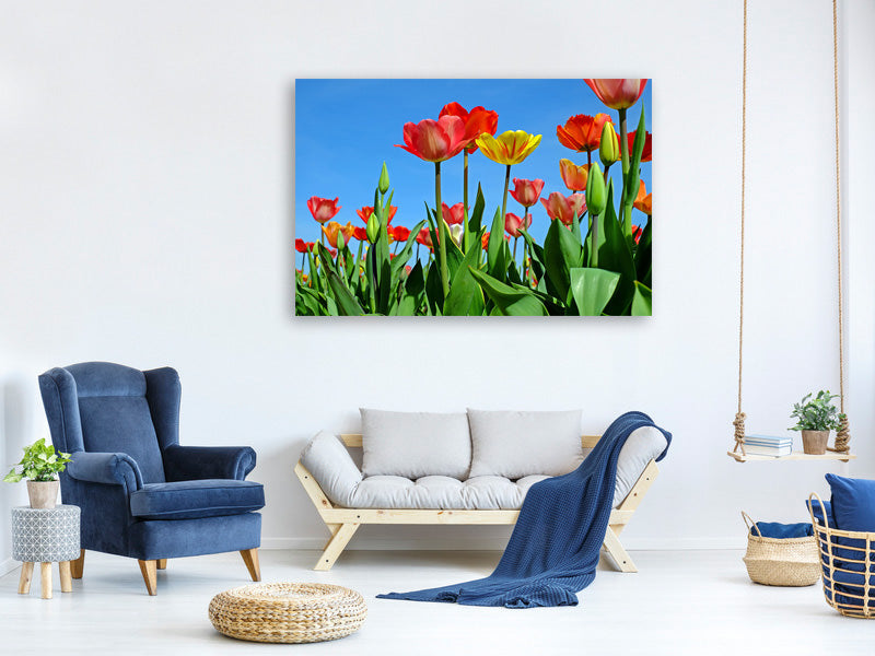 3-piece-canvas-print-wild-tulips