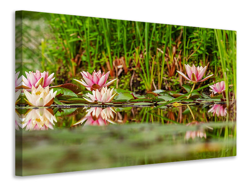 3-piece-canvas-print-wild-water-lilies