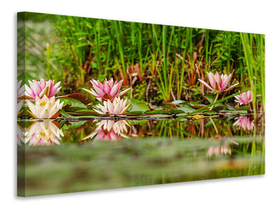 3-piece-canvas-print-wild-water-lilies