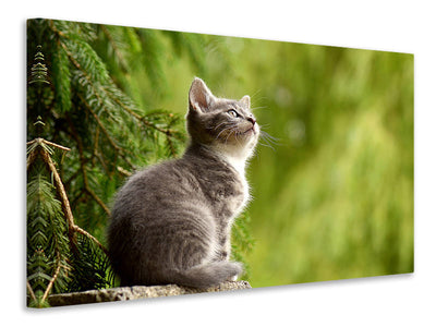 3-piece-canvas-print-wildcat