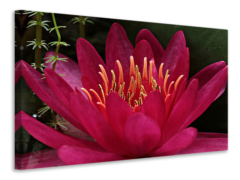3-piece-canvas-print-wonderful-water-lily