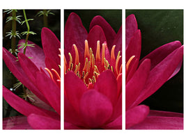 canvas-print-wonderful-water-lily