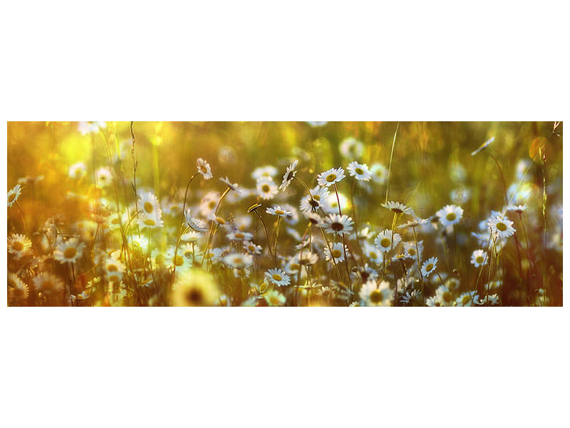 modern-4-piece-canvas-print-wonderland
