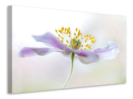 5-piece-canvas-print-wood-anemone