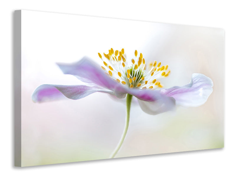 modern-3-piece-canvas-print-wood-anemone