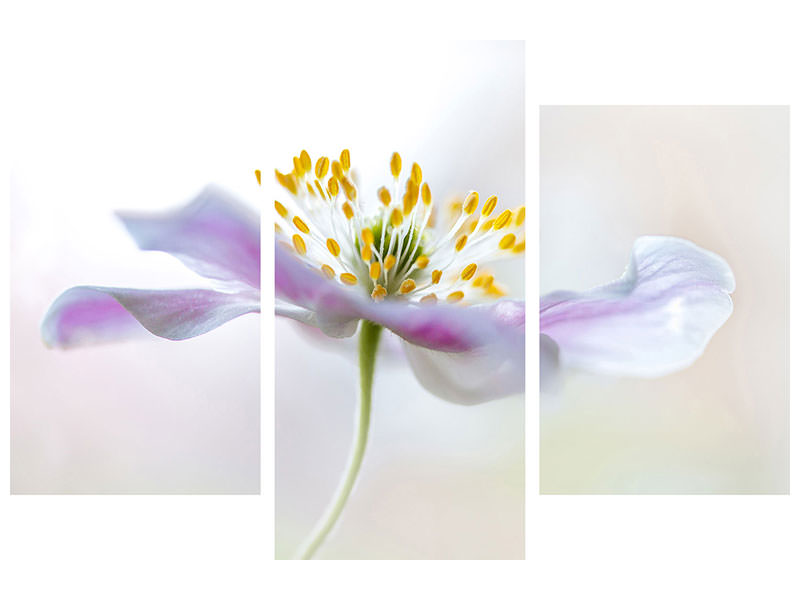 4-piece-canvas-print-wood-anemone