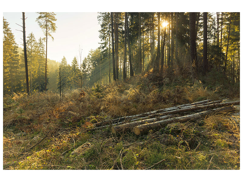 3-piece-canvas-print-working-in-the-woods