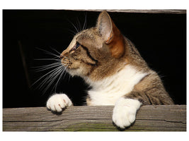 3-piece-canvas-print-xl-cat