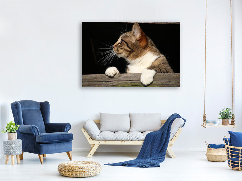3-piece-canvas-print-xl-cat