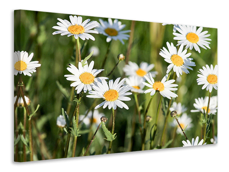 5-piece-canvas-print-xl-daisies