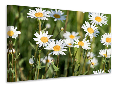 3-piece-canvas-print-xl-daisies