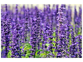 panoramic-3-piece-canvas-print-xl-lavender