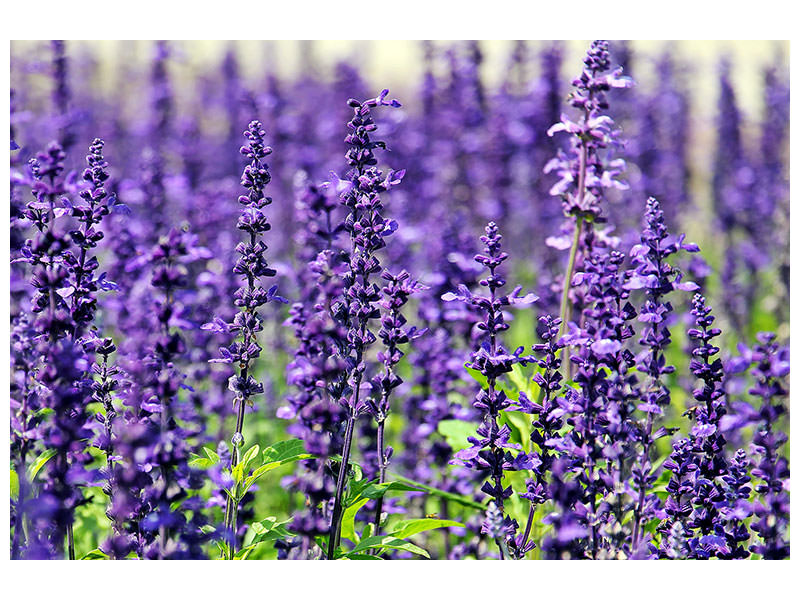 panoramic-canvas-print-xl-lavender