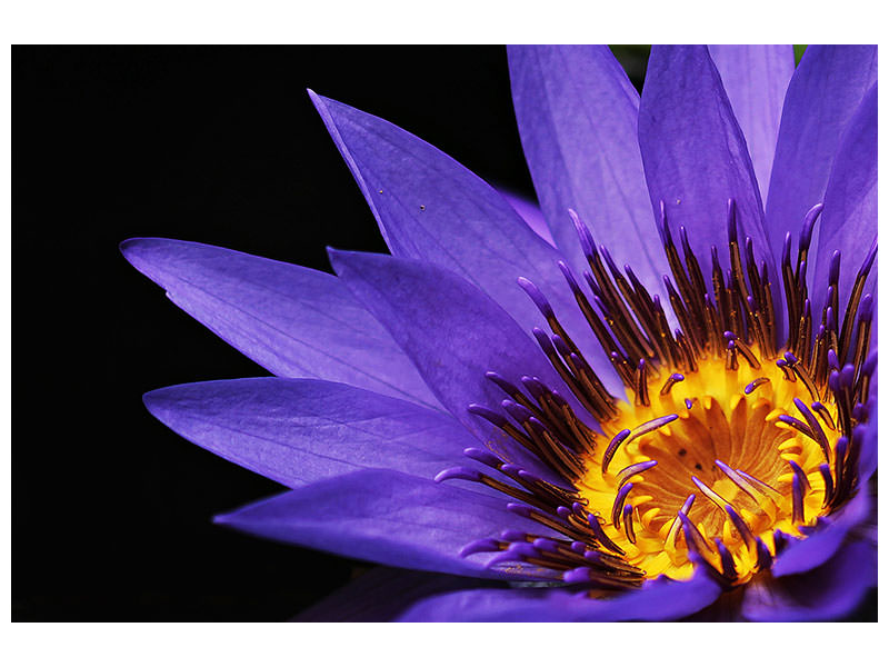 panoramic-3-piece-canvas-print-xl-water-lily-in-purple