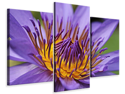 canvas-print-xxl-water-lily-in-purple